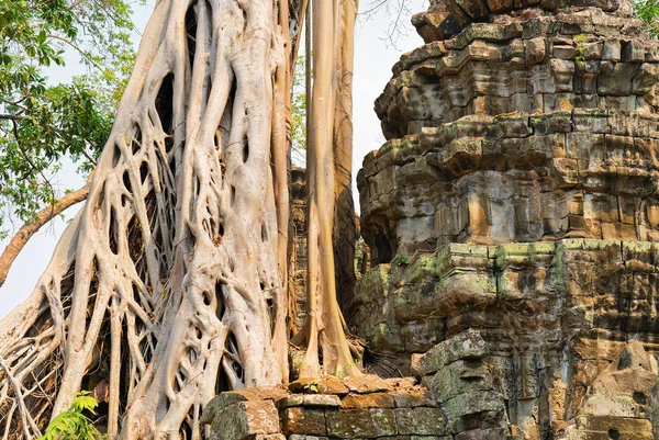 柬埔寨暹粒塔普伦寺大院树根 — 图库照片
