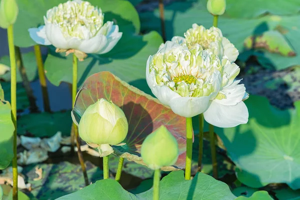 White Lotus Blommor Fält Och Gård Siem Reap Kambodja — Stockfoto