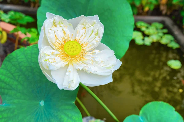 Λευκό Lotus Λουλούδια Πεδίο Και Αγρόκτημα Σιέμ Ριπ Στην Καμπότζη — Φωτογραφία Αρχείου