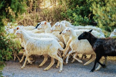 Perdaxius, Carbonia Iglesias, Sardunya İtalya tarım Köyü'nde koyun sürüsü