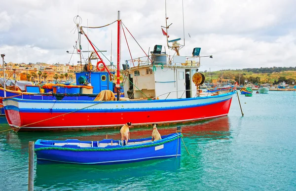 Kutyák Ban Luzzu Színes Csónakok Marsaxlokk Öbölben Málta Sziget — Stock Fotó