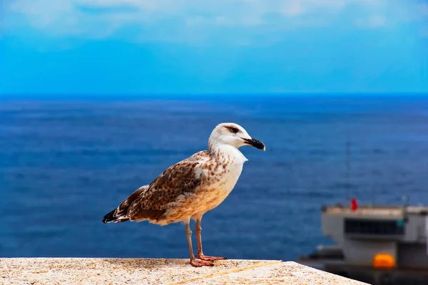 Seagull Bird Hercule Port Monaco French Riviera — Stock Photo, Image