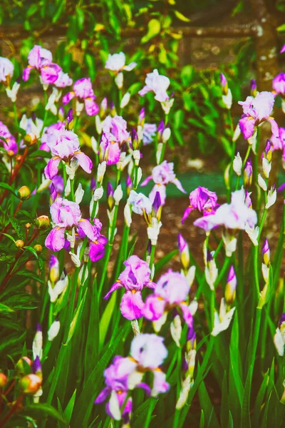 Violette Iris Küchengarten Audley Gemildert — Stockfoto