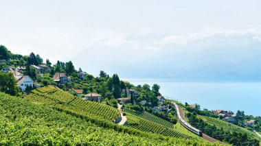 Lavaux, İsviçre - 30 Ağustos 2016: Lavaux bağ Teras, İsviçre