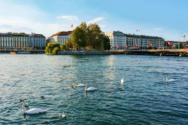 Ginebra Suiza Agosto 2016 Cisnes Blancos Lago Geneva Verano Ginebra — Foto de Stock