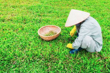 Hanoi, Vietnam için alandaki bazı tarım işi geleneksel şapkalı adam