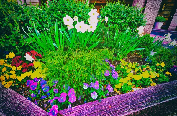 Flower Bed Philadelphia City Center Pennsylvania Usa — Stock Photo, Image