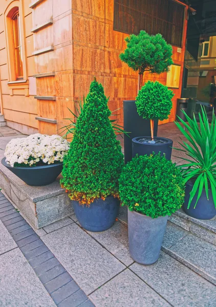 緑の植物とリトアニアのビリニュスの街の花 — ストック写真