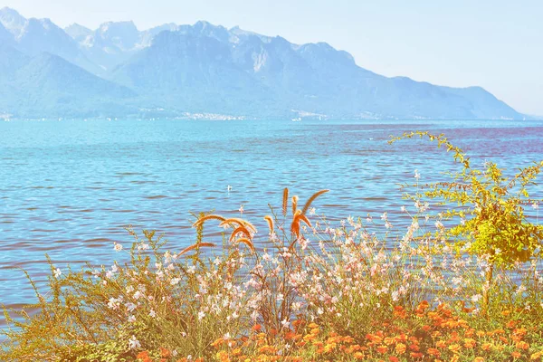 Rostliny Kvetou Promenádě Ženevské Jezero Montreux Švýcarská Riviéra Sluneční Světlo — Stock fotografie