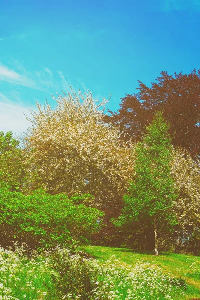 英国のケント州パークのリーズ城の桜の木 トーン — ストック写真