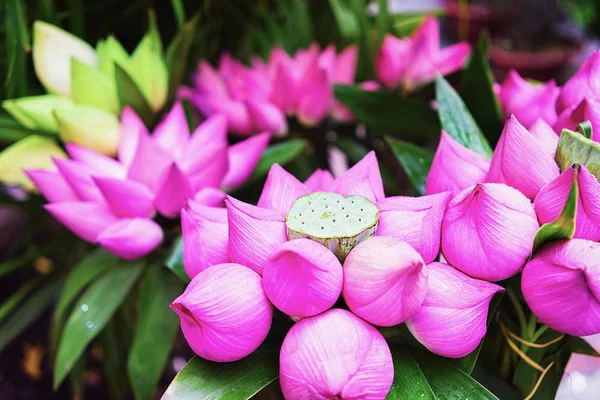 ホーチミン市 ベトナムの蓮の花の束 — ストック写真