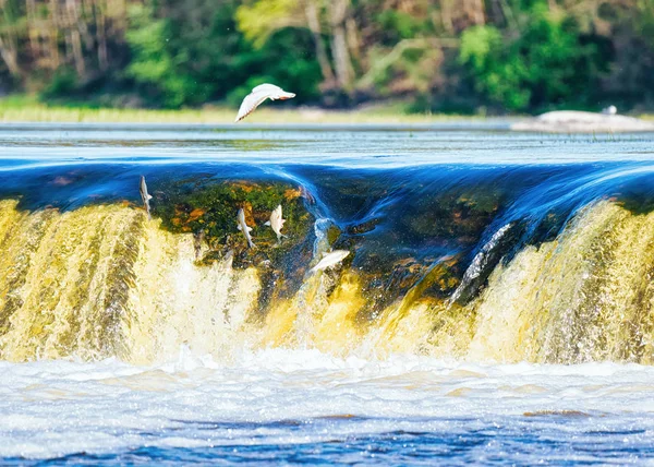 Peixe Voador Cachoeira Ventas Rumba Kuldiga Kurzeme Oeste Letónia Cidade — Fotografia de Stock