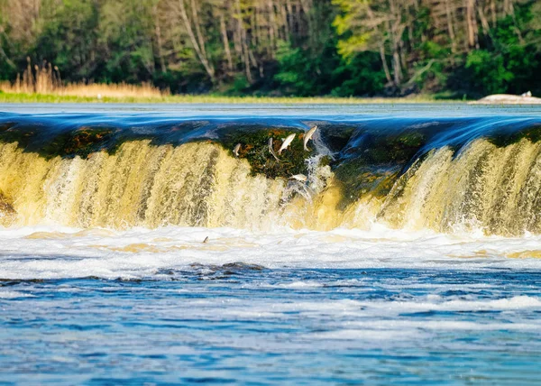 Peixe Voador Cachoeira Ventas Rumba Kuldiga Kurzeme Oeste Letônia Cidade — Fotografia de Stock