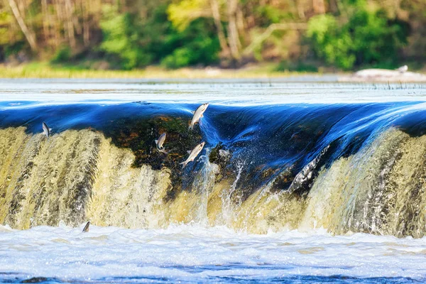 Peixes Voadores Cachoeira Ventas Rumba Kuldiga Kurzeme Letônia Ocidental Cidade — Fotografia de Stock