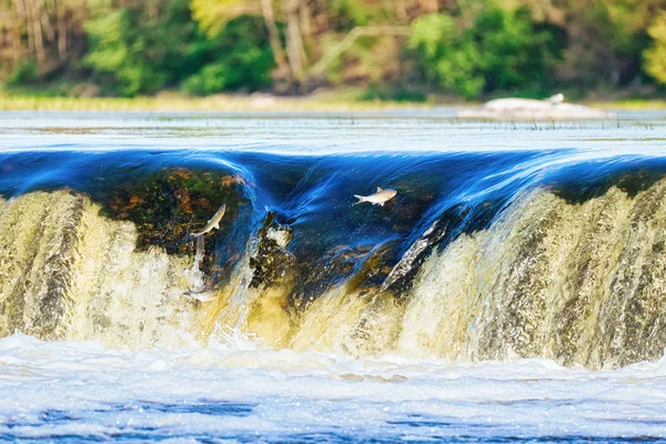 Flying Fish Ventas Rumba Waterfall Kuldiga Kurzeme Western Latvia Inglês — Fotografia de Stock