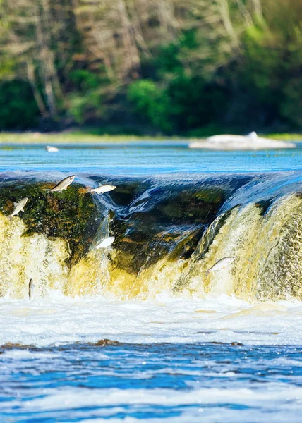 Peixe Voador Cachoeira Ventas Rumba Kuldiga Kurzeme Oeste Letônia Cidade — Fotografia de Stock