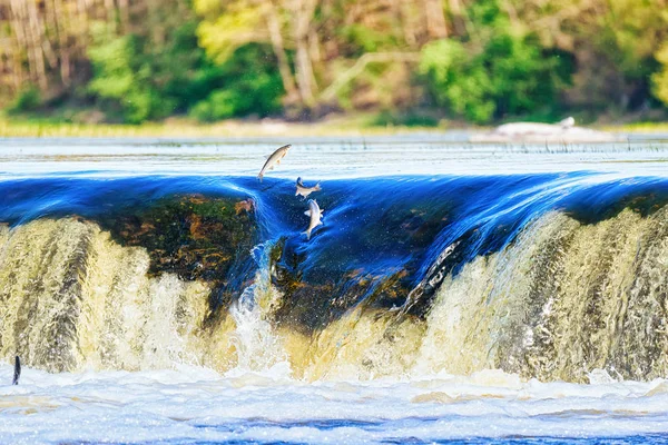Flying Fish Ventas Rumba Waterfall Kuldiga Kurzeme Western Latvia Inglês — Fotografia de Stock