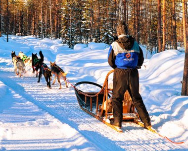Rovaniemi, Finlandiya - 5 Mart 2017: Noel'de Finlandiya'nın Laponya'daki Rovaniemi kentinde Husky Dogs Sled'de Adam. Köpek takım çalışması olarak Dogsled.