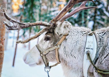Rovaniemi, Finlandiya - 4 Mart 2017: Noel'de Finlandiya'nın Laponya'daki Fin Saami Çiftliği'nde Kış Kar Ormanı'nda geyik. Kuzey Kutup Kutbu'nda.