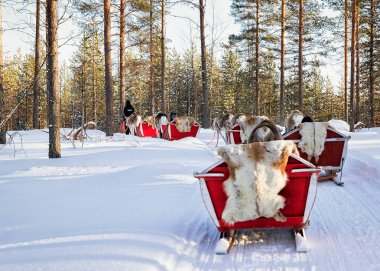 Rovaniemi, Finlandiya - 5 Mart 2017: Finlandiya Saami Çiftliği'nde Kış Kar Ormanlarında Reindeer Sledding Safari Ride, Rovaniemi, Finlandiya, Lapland Noel'de. Kuzey Kutup Kutbu'nda.
