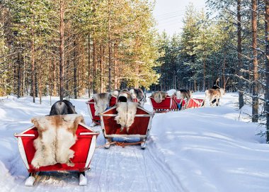 Rovaniemi, Finlandiya - 5 Mart 2017: Noel'de Finlandiya'nın Laponya'daki Fin Saami Çiftliği'nde Kış Kar Ormanlarında Reindeer Kızak Safari Ride. Kuzey Kutup Kutbu'nda.