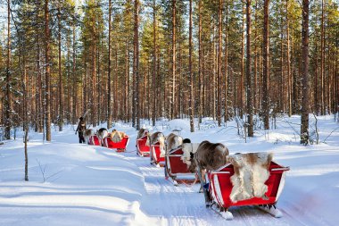 Rovaniemi, Finlandiya - 5 Mart 2017: Finlandiya Saami Çiftliği'nde Kış Kar Ormanlarında Reindeer Kızak Safari Ride, Rovaniemi, Finlandiya, Laponya Noel'de. Kuzey Kutup Kutbu'nda.