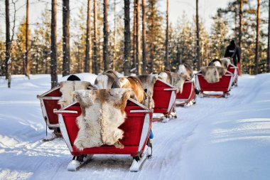 Rovaniemi, Finlandiya - 5 Mart 2017: Noel'de Finlandiya'nın Laponya'daki Fin Saami Çiftliği'nde Kış Kar Ormanlarında Ren Geyiği Kızağı Safari Yolculuğu. Kuzey Kutup Kutbu'nda.
