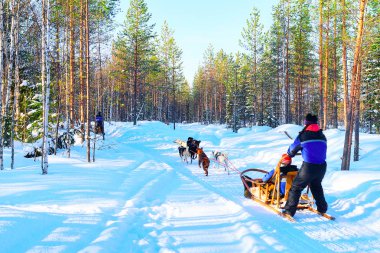 Woman at Husky Dogs Sled in Rovaniemi of Finland of Lapland at Christmas. Dogsled as a canine teamwork. clipart
