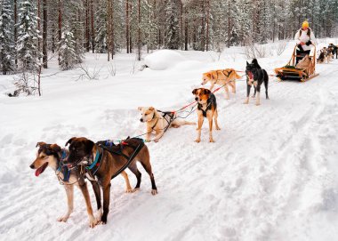 Husky Dogs Sled 'deki kadın Finlandiya' da Rovaniemi 'de, Noel' de Laponya 'da. Köpek kızağı köpek takım çalışması olarak kullanılıyor..