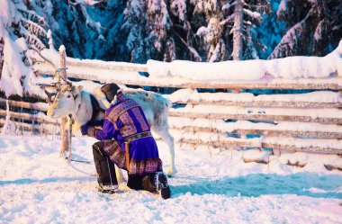 Man in Saami traditional garment at Reindeer in Winter Snow Forest at Finnish Farm in Rovaniemi, Finland, Lapland at Christmas. At the North Arctic Pole. clipart