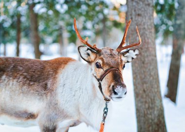 Rovaniemi Fin Saami Çiftliği'nde Kar Kış Ormanı'nda Geyik, Finlandiya, Laponya Noel'de. Kuzey Kutup Kutbu'nda.