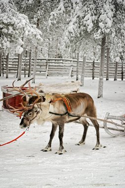 Ren geyiği Kızak Ride Kış Kar Ormanı'nda Fin Saami Çiftliği'nde Rovaniemi, Finlandiya, Lapland Noel'de. Kuzey Kutup Kutbu'nda.