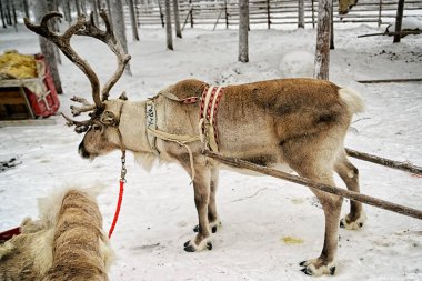 Rovaniemi Fin Saami Çiftliği'nde Kış Kar Ormanı'nda Reindeer Kızak Ride, Finlandiya, Noel lapland. Kuzey Kutup Kutbu'nda.