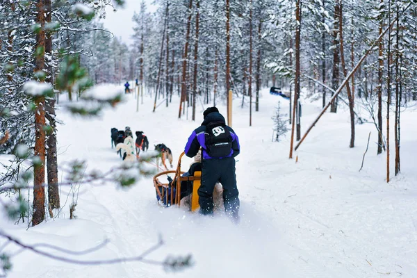 Rovaniemi Finlândia Março 2017 Pessoas Husky Dogs Sled Rovaniemi Finlândia — Fotografia de Stock