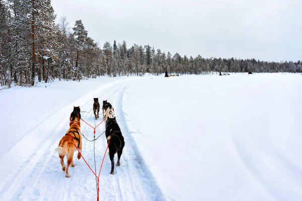 Rovaniemi Finland March 2017 People Husky Dogs Sled Rovaniemi Finland — Stock Photo, Image
