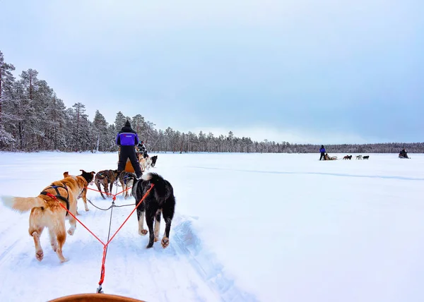 Rovaniemi Finnország Március 2017 Emberek Husky Kutyák Szán Rovaniemi Finnországban — Stock Fotó