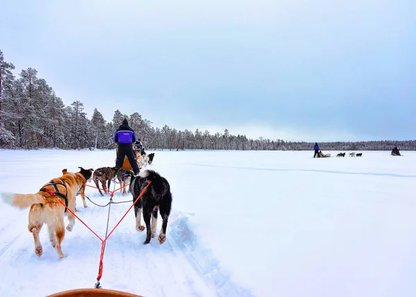 Rovaniemi Finlandia Marca 2017 Ludzie Husky Psy Sprowadził Rovaniemi Finlandii — Zdjęcie stockowe