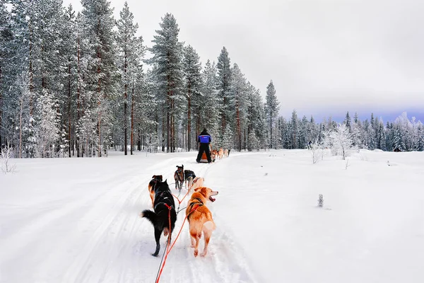 ロヴァニエミ フィンランド 2017年3月3日 クリスマスにラップランドのフィンランドのロヴァニエミでハスキー犬そりに人々 犬のチームワークとして犬 — ストック写真