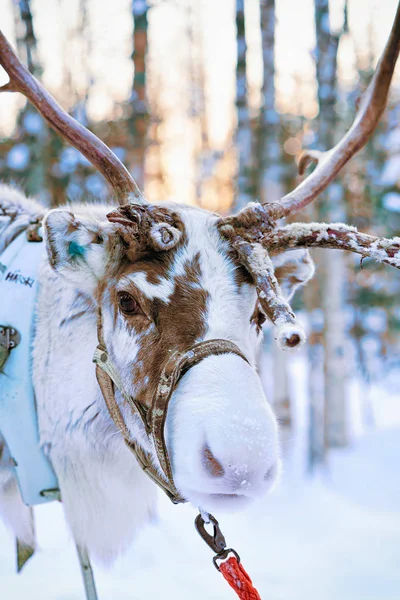 Rovaniemi Finlandia Marzo 2017 Reno Bosque Nieve Invierno Finlandesa Saami —  Fotos de Stock