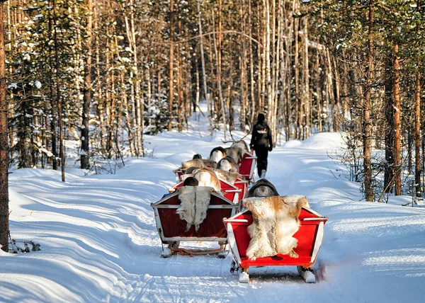 Rovaniemi Finlândia Março 2017 Passeio Safári Trenó Renas Floresta Neve — Fotografia de Stock