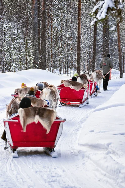 Rovaniemi Finlandiya Mart 2017 Reindeer Sled Safari Ride Rovaniemi Fin — Stok fotoğraf