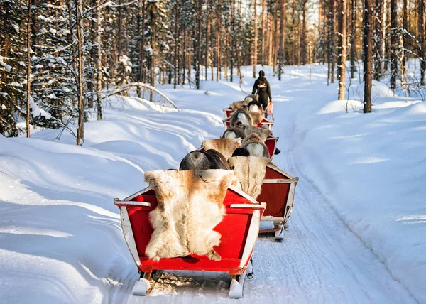 Rovaniemi Finland March 2017 Reindeer Sledding Safari Ride Winter Snow — Stock Photo, Image