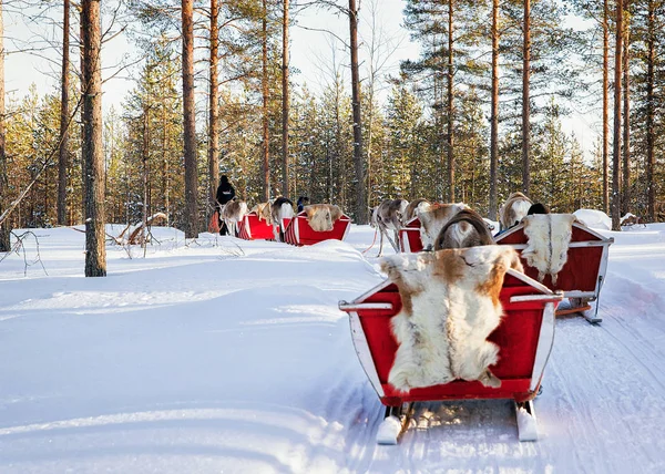 Rovaniemi Finlandia Marzo 2017 Paseo Safari Trineo Renos Bosque Nieve —  Fotos de Stock