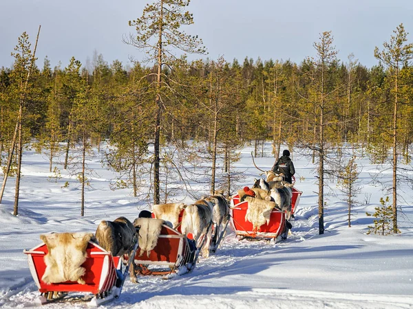 Rovaniemi Finlandia Marzo 2017 Paseo Safari Trineo Renos Bosque Nieve —  Fotos de Stock