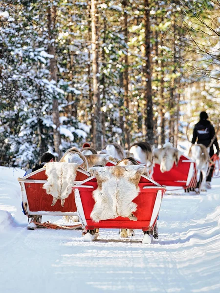 핀란드 로바니에미 2017년 핀란드 로바니에미에 핀란드 농장에서 숲에서 사파리 크리스마스에 — 스톡 사진