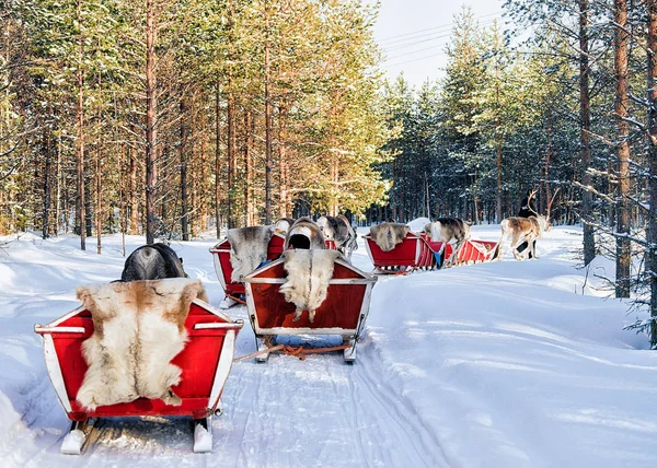 Rovaniemi Finlândia Março 2017 Passeio Safari Sledge Rena Floresta Neve — Fotografia de Stock