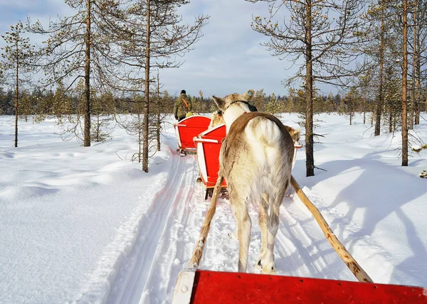 Rovaniemi Finlandia Marzo 2017 Paseo Safari Trineo Renos Bosque Nieve —  Fotos de Stock