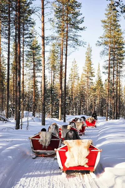 Rovaniemi Finland Maart 2017 Rendier Slee Safari Ride Winter Snow — Stockfoto