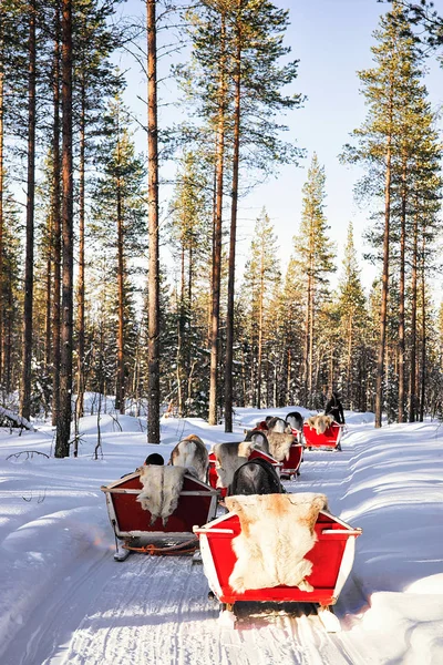 Rovaniemi Finlandia Marzo 2017 Cavalcata Sulla Slitta Delle Renne Nella — Foto Stock