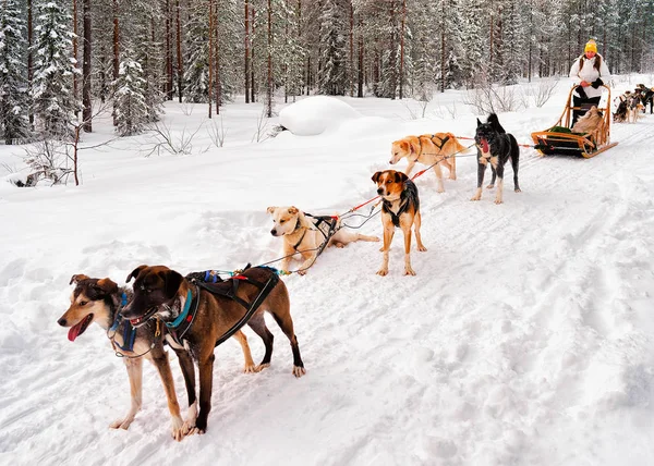 Vrouw Bij Husky Dogs Sled Rovaniemi Finland Lapland Met Kerstmis — Stockfoto